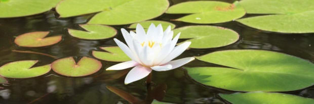 Nénuphar blanc au milieu des feuilles sur l’eau